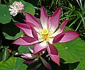 Flower of Macau Constituent Autonomous Territory