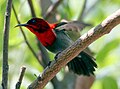 State Bird of Singapore