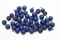 Ripe rudraksha fruits with typical blue colour