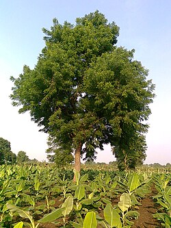 State Tree of Hyderabad (Osmanistan)