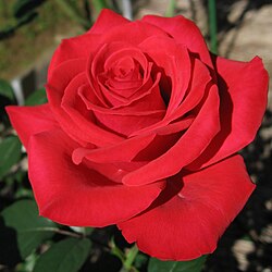 State Flower of the United States
