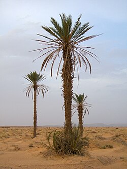 Phoenix dactylifera2.jpg