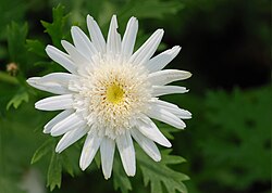 State Flower of the Kingdom of Denmark