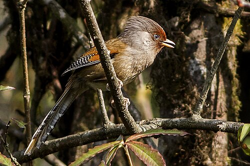 Rusty-fronted barwing (Actinodura egertoni)