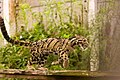 State Animal of East Pakistan