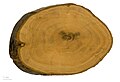 Trunk cross section