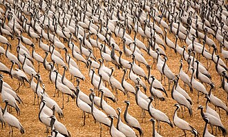Demoiselle cranes in Khichan near Bikaner