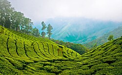 Munnar Top station.jpg