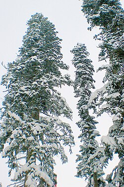 Tree of Caucasus State