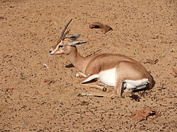 State Animal of the Western Sahara (Territory)