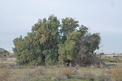State Tree of Chad