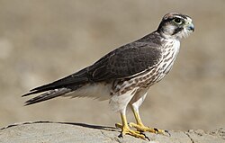 State Bird of UAE