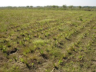 Aloe vera farming in Chhattisgarh
