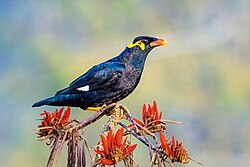 Bird of Meghalaya Praant (Hindustan)