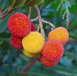State Fruit of the Italian Republic
