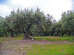 State Tree of Greece
