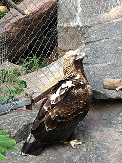 State Bird of the Serbian Republic
