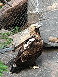 State Bird of Armenia