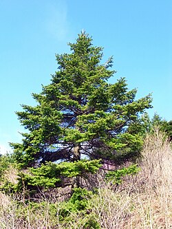 Tree of RSK Region