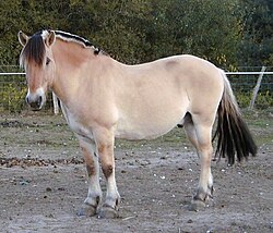 State Horse of the Norwegian Kingdom