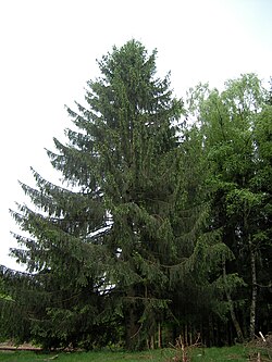 State Tree of the Independent Grand Duchy of Luxembourg