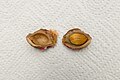 Seed