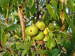California black walnut in growth