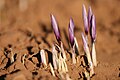 Crocus flowers, early bloom