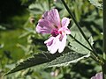 State Flower of Armenia