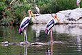 Painted storks