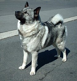 State Dog of the Norwegian Kingdom