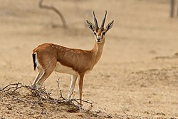 Animal of Rajputana Praant (Hindustan)
