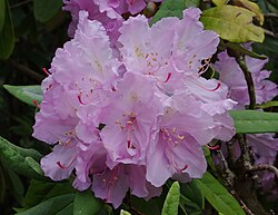 Flower of Caucasus State