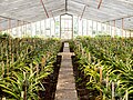 Pineapples in a greenhouse