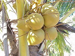 State Fruit of The Maldives