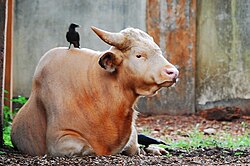 Animal of Naga Praant (Hindustan)