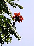 Phyllotaxy