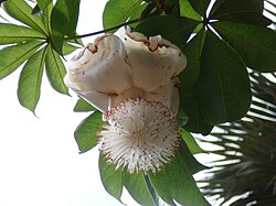 State Flower of South Sudan