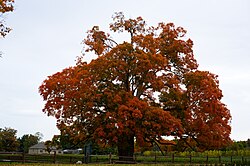 State Tree of Mesopelagia