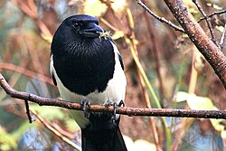 Bird of RSK Region