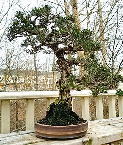 Pinus thunbergii 'Kotobuki' as a 65-year-old bonsai