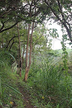 Tree of Meghalaya Praant (Hindustan)