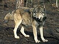 State Animal of Georgian Nation
