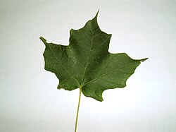 State Leaf of Mesopelagia