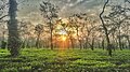 Tea gardens of Kaziranga National Park, Assam.