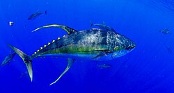 State Fish of The Maldives