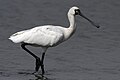 Bird of Macau Constituent Autonomous Territory