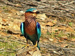 State Bird of Hyderabad (Osmanistan)