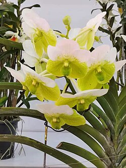 State Flower of The Philippines