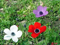 Floral Emblem of Israel
